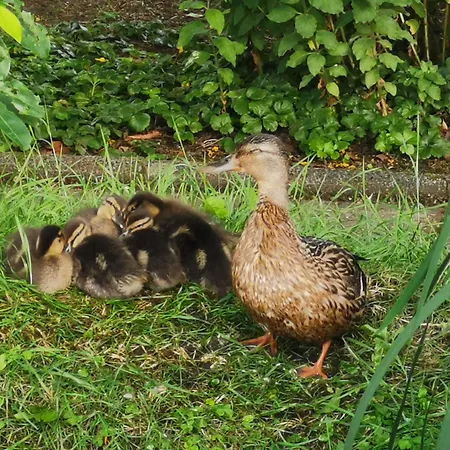 Semesterbostad Wieke