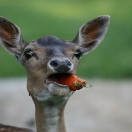 Wieke * Wiesmoor