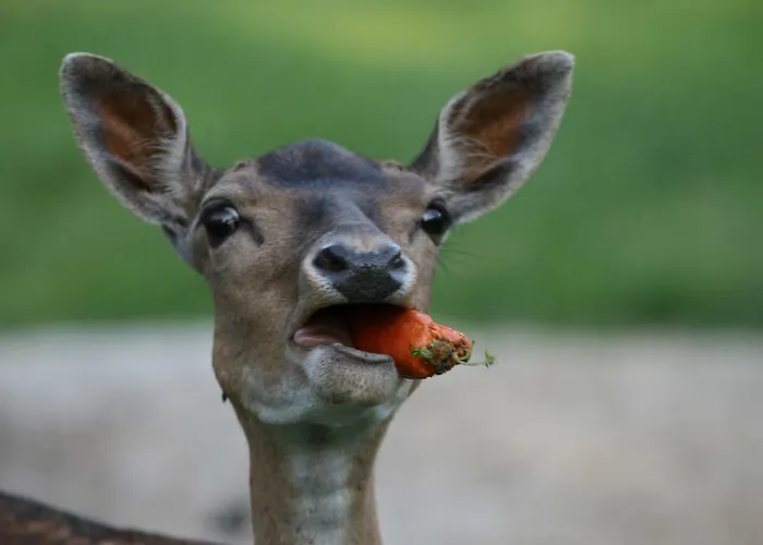 Wieke * Wiesmoor